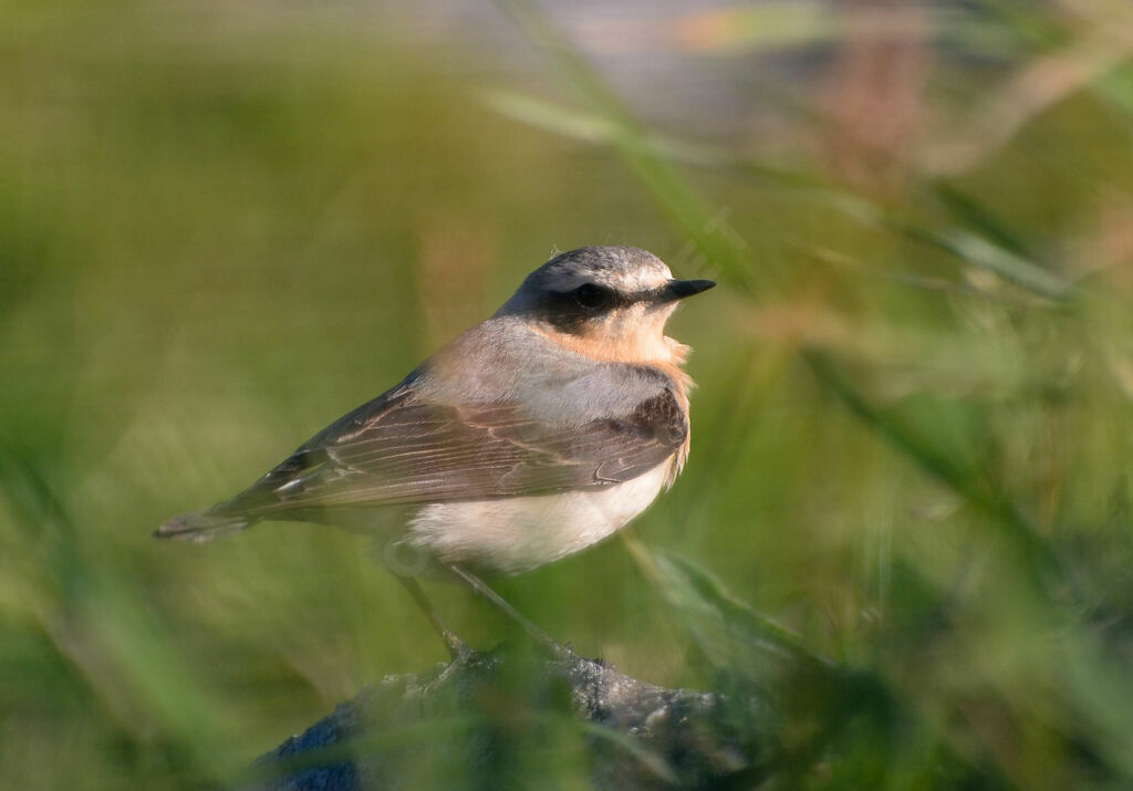 Northern Wheatearadult