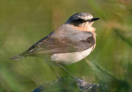 Northern Wheatear