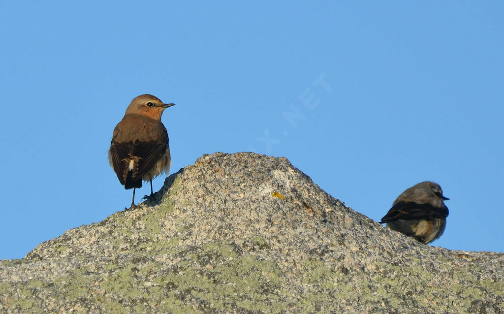 Northern Wheatear