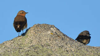 Northern Wheatear