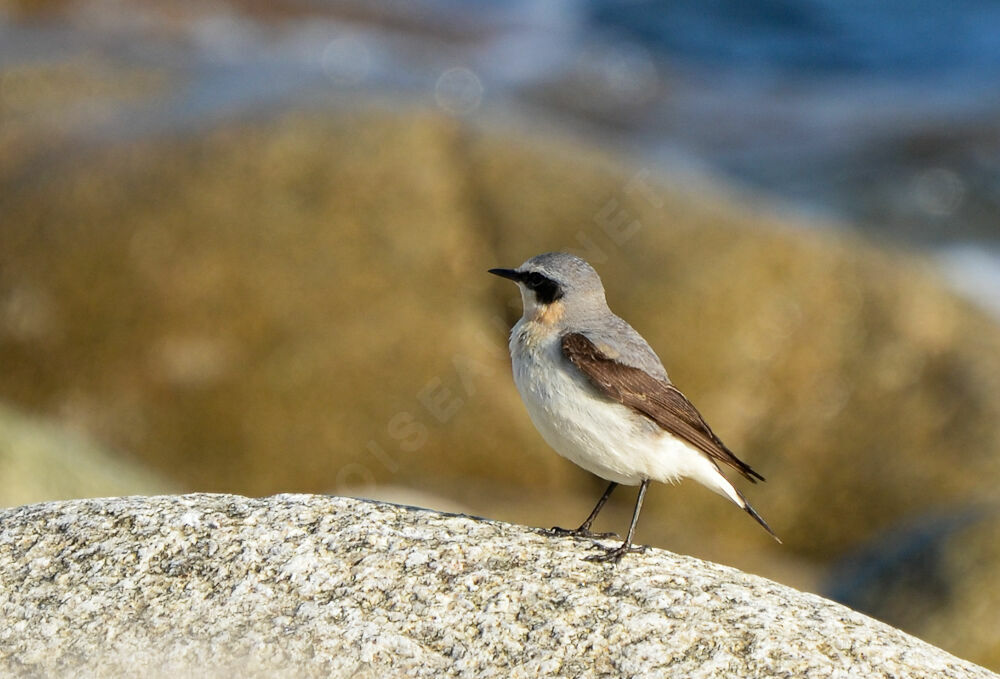 Northern Wheatear male adult