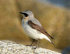 Northern Wheatear