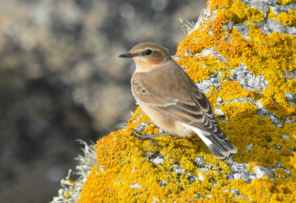 Northern Wheatear