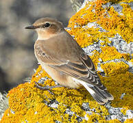 Northern Wheatear