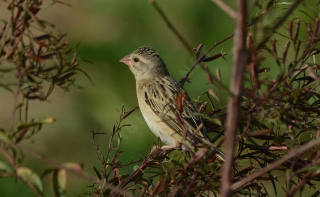 Red-billed Quelea