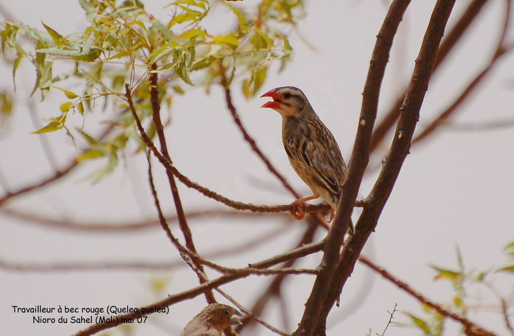 Red-billed Quelea