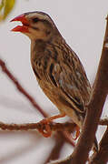 Red-billed Quelea