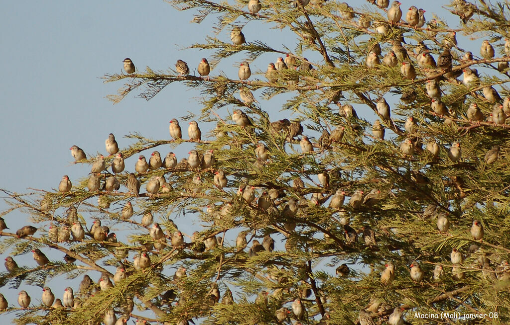 Red-billed Quelea