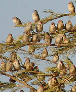 Red-billed Quelea