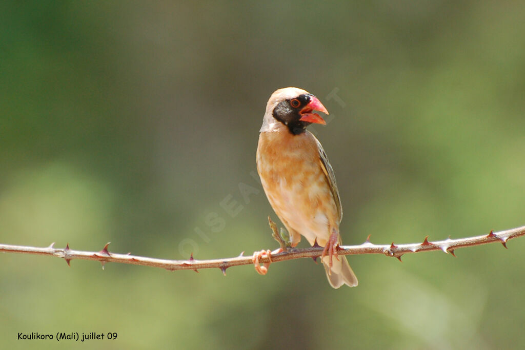 Red-billed Quelea male adult breeding, identification