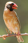 Red-billed Quelea