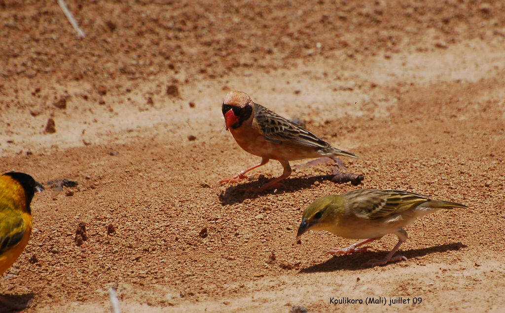 Red-billed Quelea male adult breeding, Behaviour