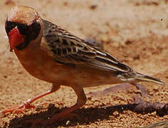 Red-billed Quelea