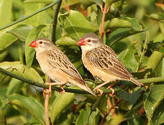 Red-billed Quelea