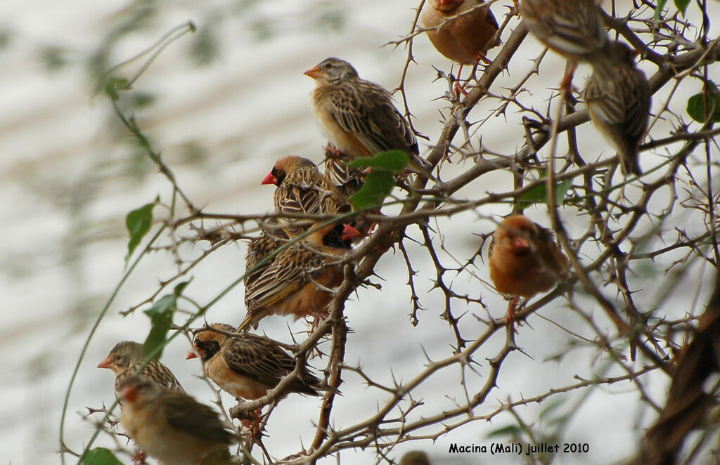 Red-billed Quelea