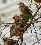 Red-billed Quelea