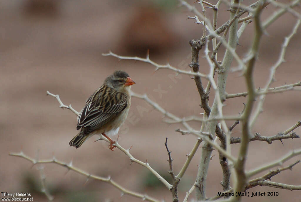 Red-billed Quelea female adult breeding, pigmentation