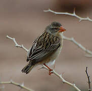 Red-billed Quelea