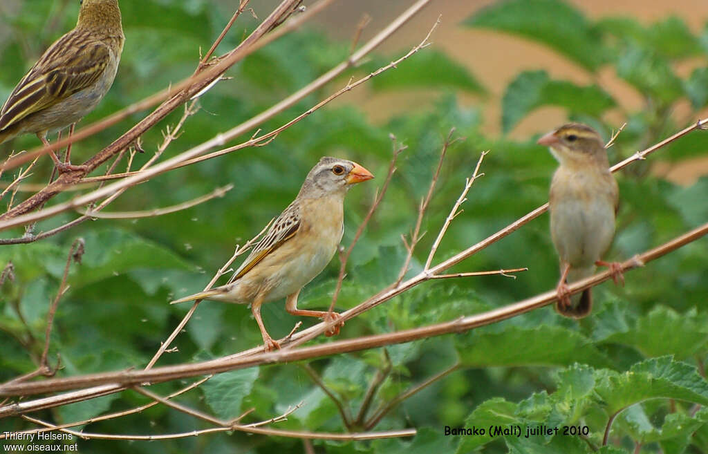 Red-billed QueleaFirst year, identification