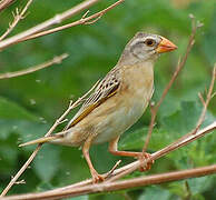 Red-billed Quelea