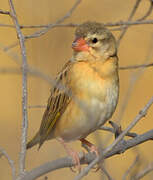 Red-billed Quelea