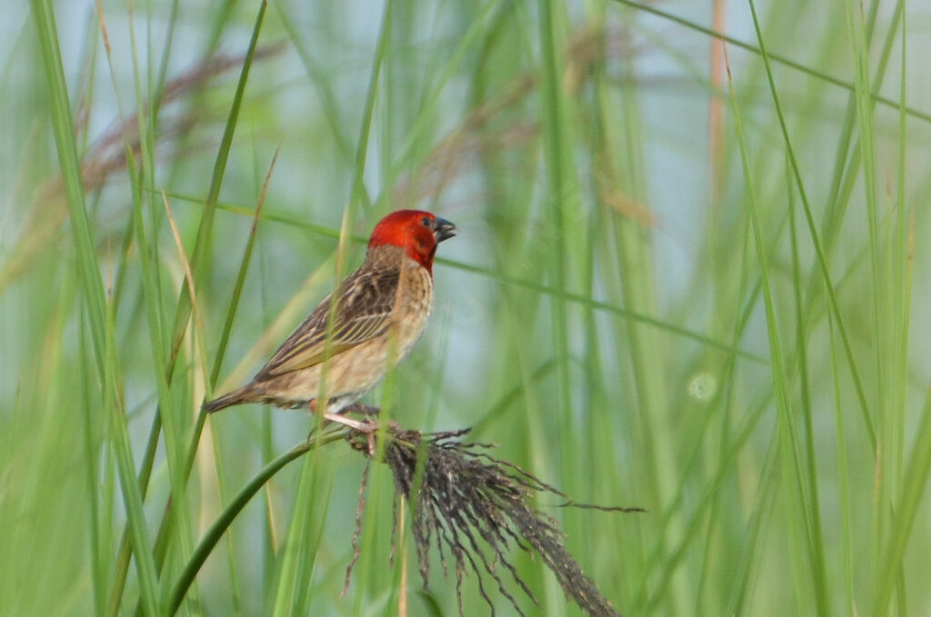 Travailleur à tête rouge mâle adulte nuptial, identification