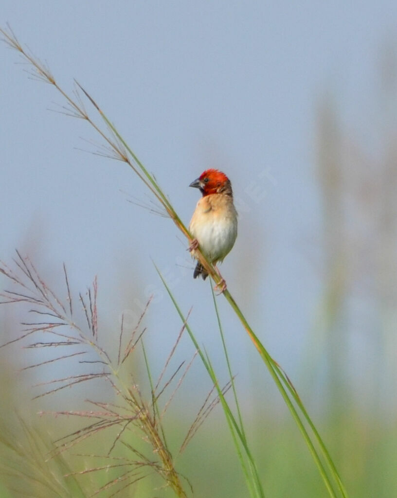 Red-headed Quelea male adult breeding