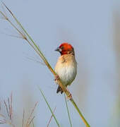 Red-headed Quelea