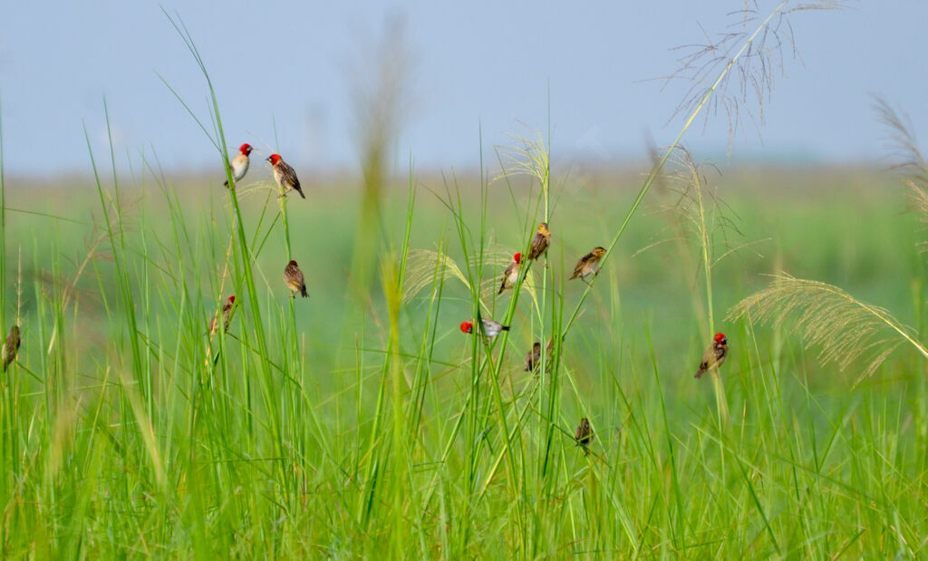 Red-headed Quelea , Behaviour