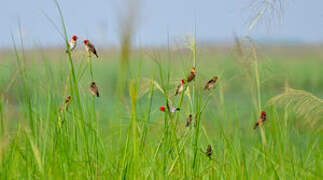 Red-headed Quelea