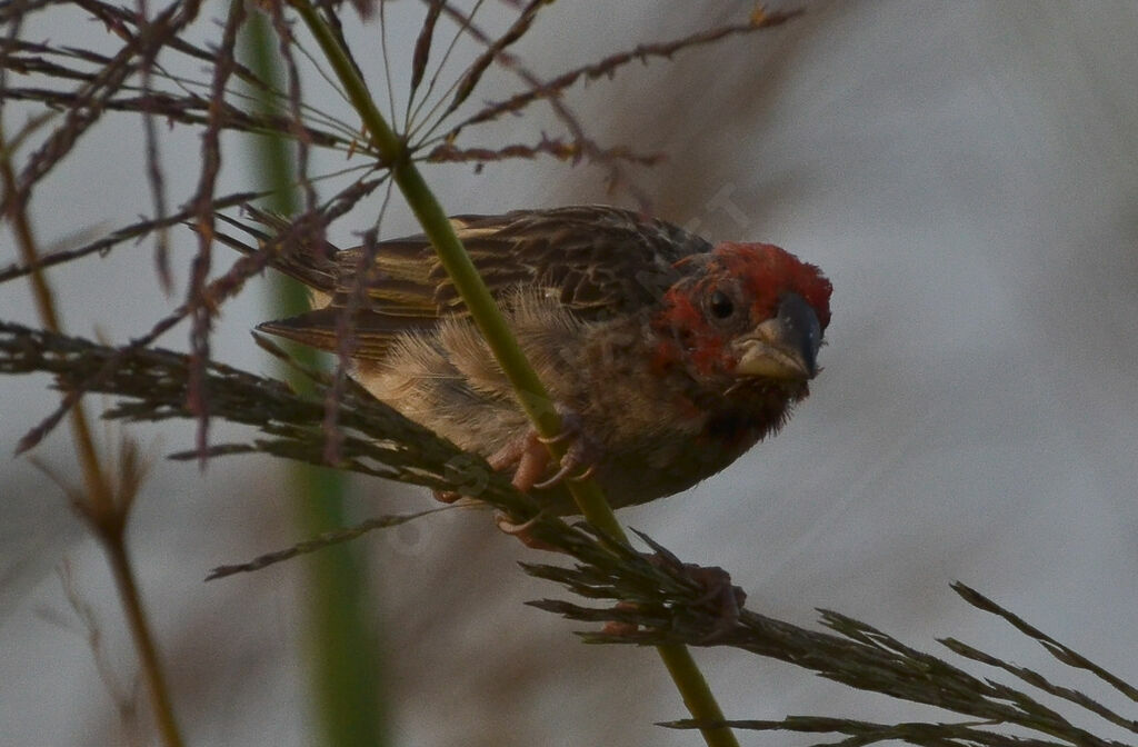 Red-headed Queleaadult post breeding, identification