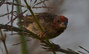 Red-headed Quelea