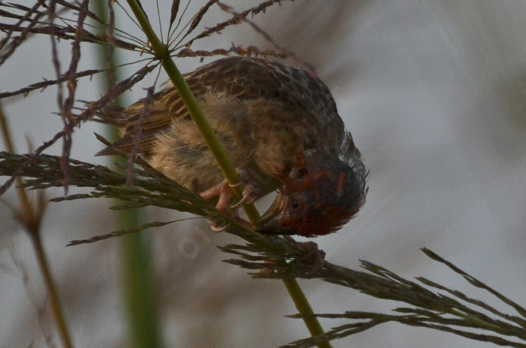 Travailleur à tête rougeadulte internuptial, identification