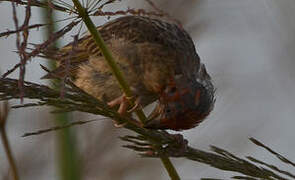 Red-headed Quelea