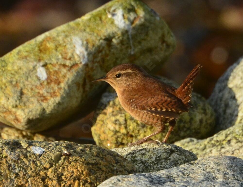 Eurasian Wrenadult, identification