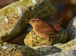 Eurasian Wren