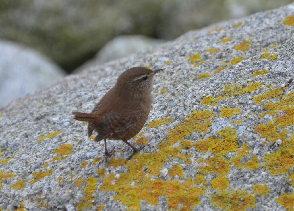 Eurasian Wrenadult, identification