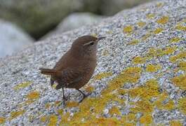 Eurasian Wren