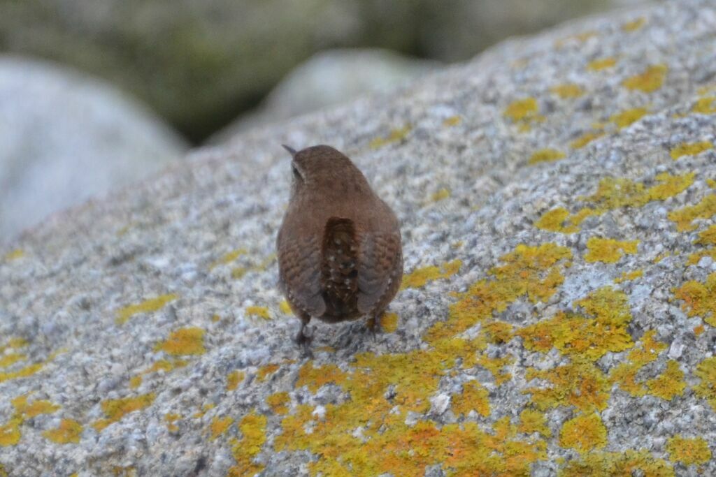 Eurasian Wrenadult