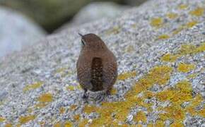 Eurasian Wren