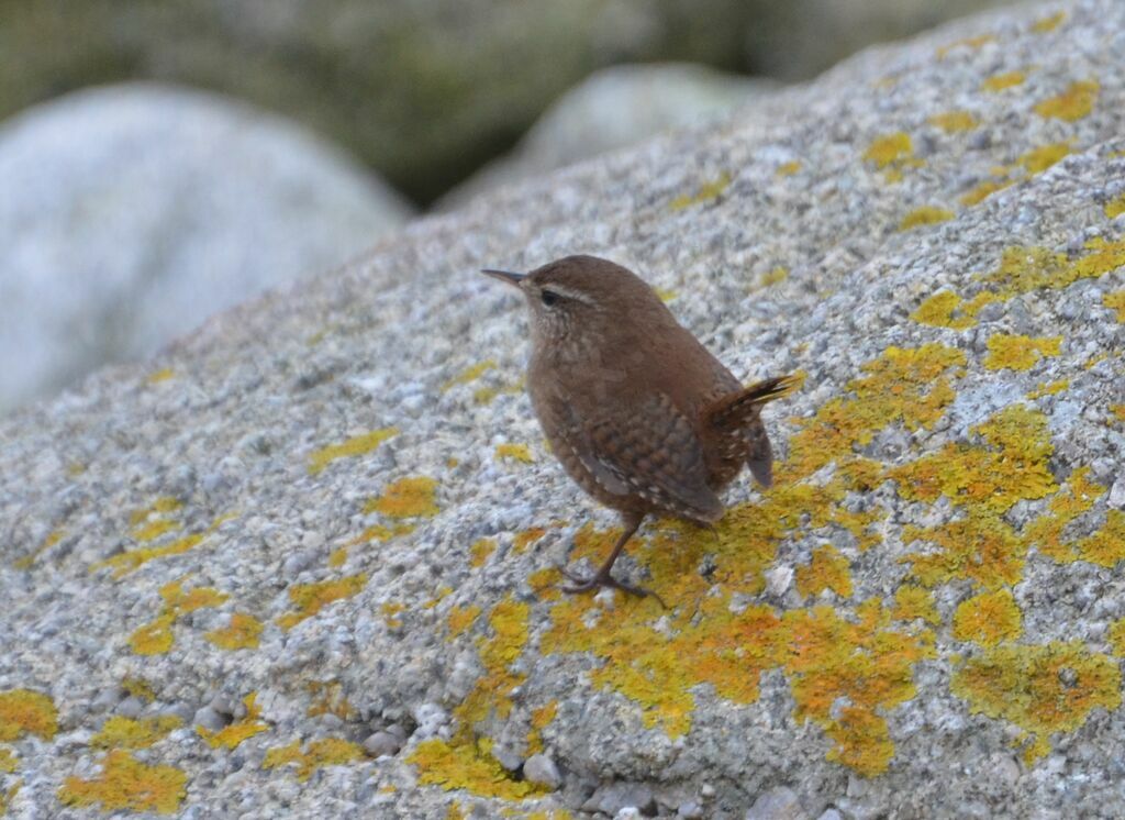 Eurasian Wrenadult, identification