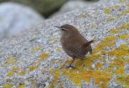 Eurasian Wren