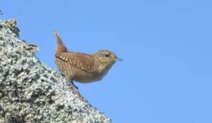 Eurasian Wren