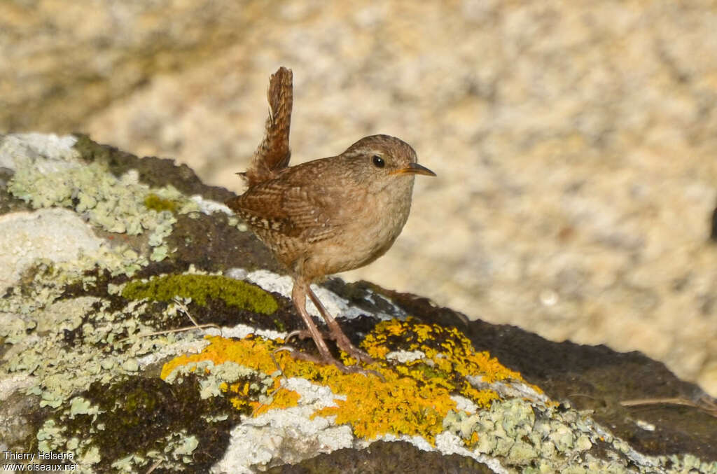 Eurasian Wrenadult, identification