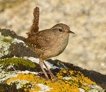 Eurasian Wren