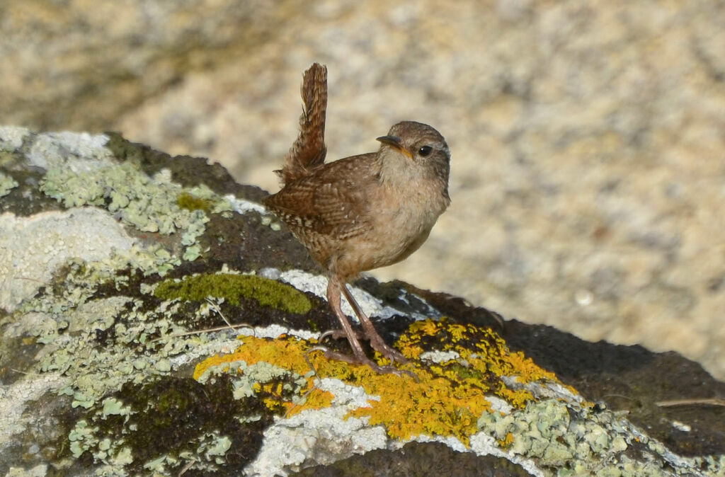 Eurasian Wrenadult, identification