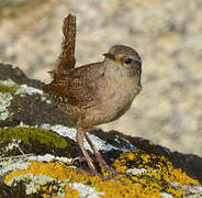 Eurasian Wren