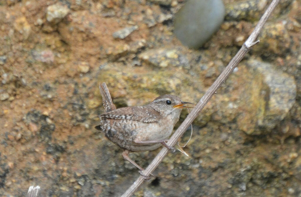 Troglodyte mignon