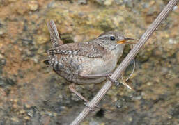 Eurasian Wren