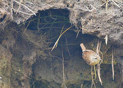 Eurasian Wren